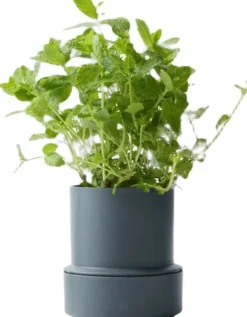 Billund self-watering pot