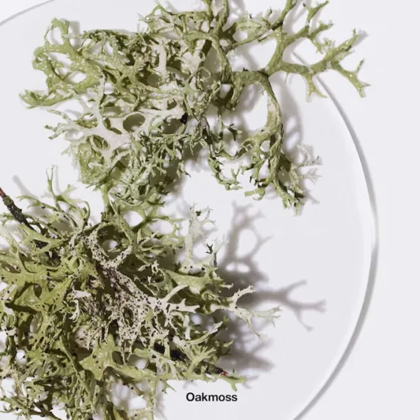 Calyx Fragrance