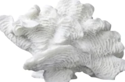 Coral, large fan