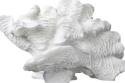 Coral, large fan