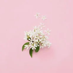 Gucci Flora Gorgeous Jasmine Eau de Parfum