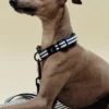 HAY Dogs Collar Flat-S/M-Blue and w