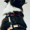 HAY Dogs Harness-Medium-Multi colou