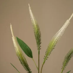 Mini Amaranthus