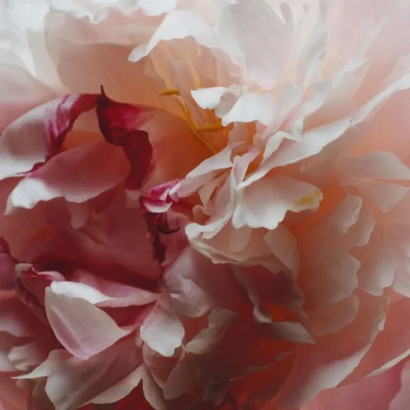 Peony & Blush Suede Cologne