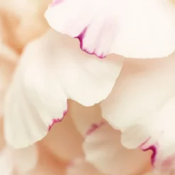 Pivoine du Matin Scented Candle