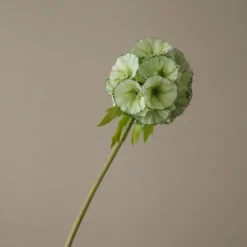 Scabiosa Seed Pod Flower
