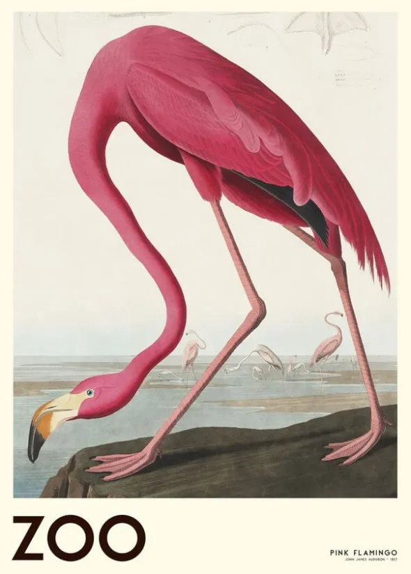 The Zoo Collection Pink Flamingo Edt. 001