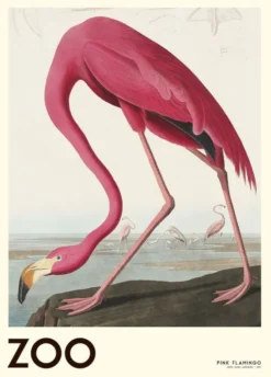 The Zoo Collection Pink Flamingo Edt. 001