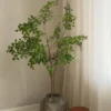 Tropical Almond
