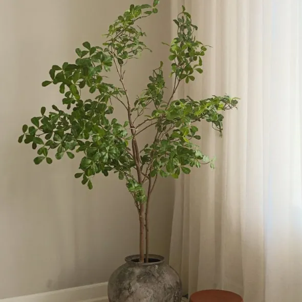 Tropical Almond