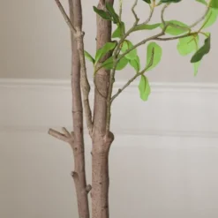 Tropical Almond