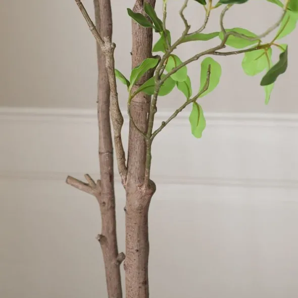 Tropical Almond